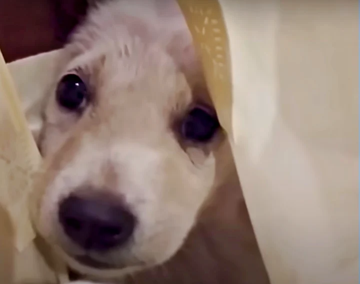 Angry Stray Puppy Scooped Into Shopping Bag For Lashing Out At Woman