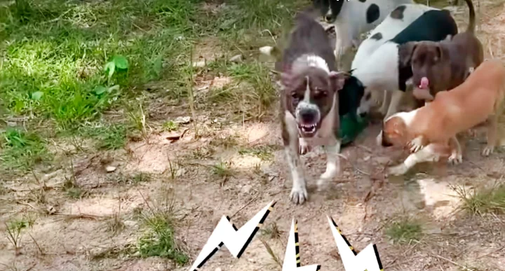 Mama Grit Her Teeth And Bit Man To Protect Her Pups But He Wouldn’t Quit
