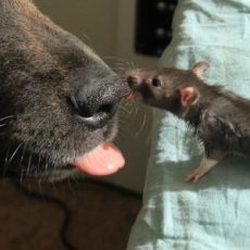 Depressed Rescue Dog Had No One To Play With Until He Becomes Best Friends With A Rat!