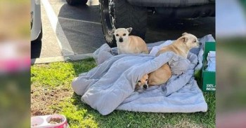 Dog Family Dumped On Street With Nothing But A Blanket Snuggle Together For Warmth
