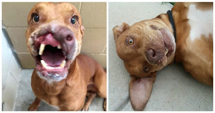 Dog missing part of face was left for dead by owners, but a life-changing surgery gives him a second chance
