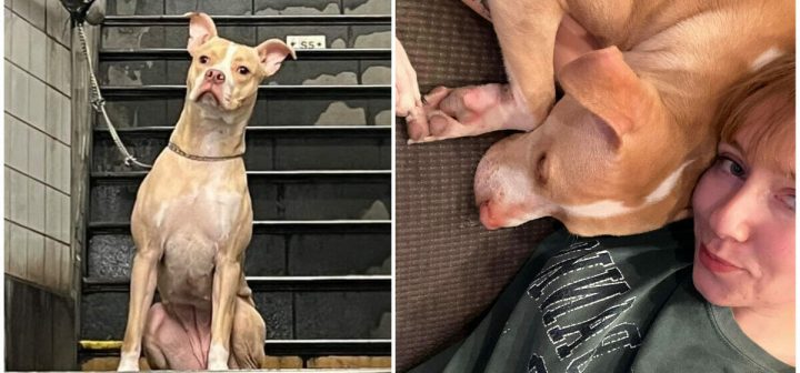 Woman rescues and adopts dog abandoned at NYC subway station