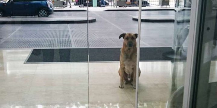 Flight attendant adopts stray dog who won’t quit waiting for her outside hotel