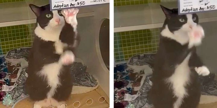 Lonely 10-year-old shelter cat waves to passerby from her kennel, then finally finds a home