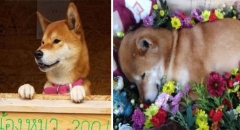 The Last Goodbye To The Puppy Who Served A Sweet Potato Shop Alone, Customers Mourn His Passing