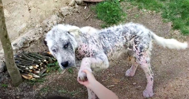 Affectionate Stray Won’t Go With Rescuers Without Her Best Friend