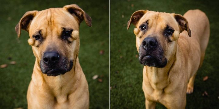 Shelter dog was always passed over for being ‘ugly’ — now she finally has a home