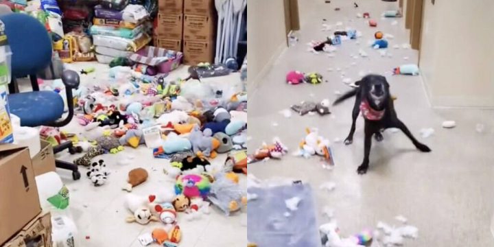 Shelter dog breaks out of kennel, spends all night partying with squeak toys