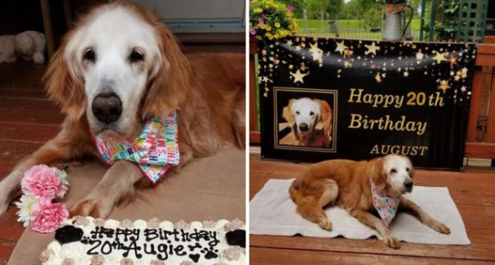 Augie celebrates her 20th birthday and becomes the world’s oldest retriever!