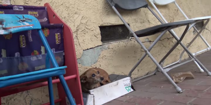 Abandoned puppy lives in shoebox – when animal heroes lift her up, they discover horrible truth