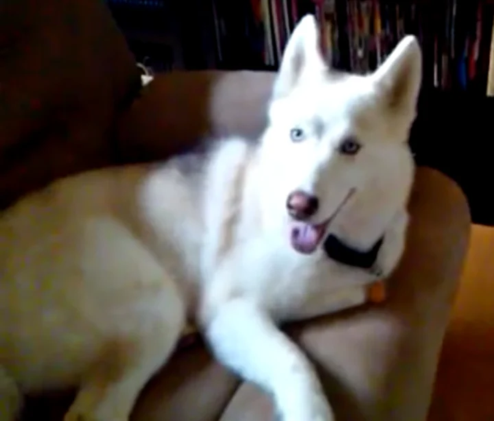 Defiant Husky Told To Get Into His Kennel, Decides To Use “English” To Talk Back
