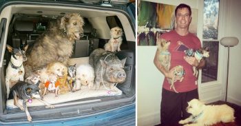 MAN DEDICATES HIS LIFE TO ADOPTING SENIOR DOGS WHO CAN’T FIND FOREVER HOME