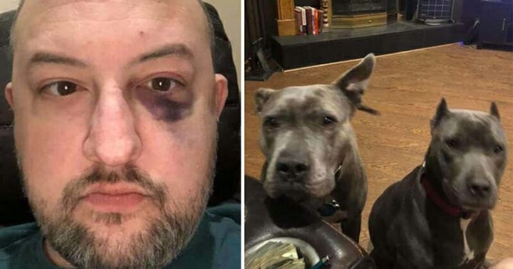Man rescued pair of abandoned pit bulls — they repaid him by rescuing him from assault
