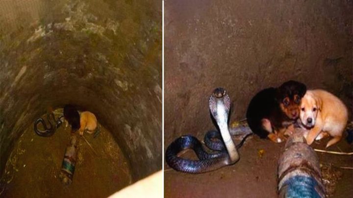 2 puppies fall into pit with a cobra – 48 hours later animal heroes are shocked