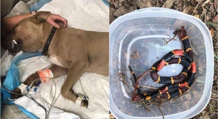 HEROIC PIT BULL SACRIFICED HIS LIFE FOR SAVING KIDS
