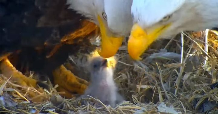 Weeks after tragically losing their egg, bald eagles successfully hatch eaglet