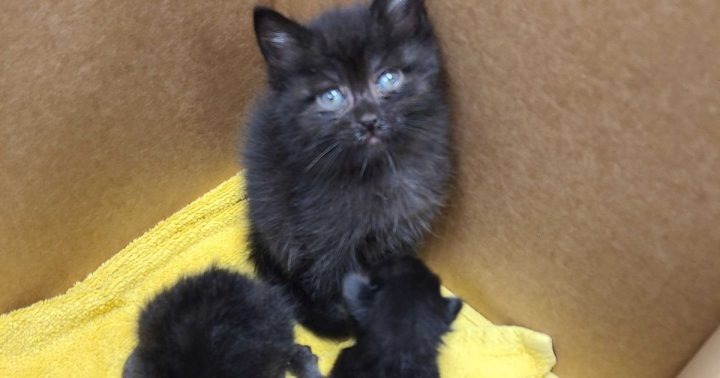 ‘Most responsible kitten in the world’: 6-week-old kitten found caring for three newborns