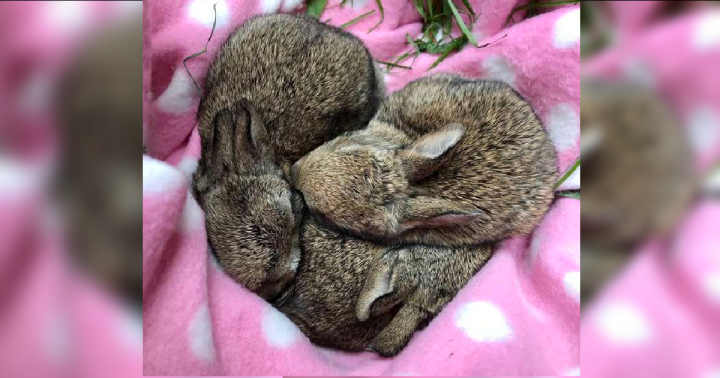 Baby rabbits saved from danger thank rescuers by forming a ‘heart’