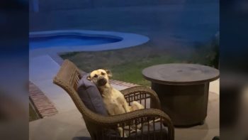 Woman Wakes To Find An Unknown Dog On Her Patio Furniture That Refuses To Leave