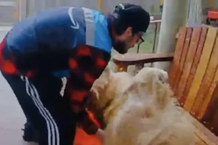 Watch This Golden Retriever Get So Excited To See Delivery Driver, He Rolls Right Off a Bench…