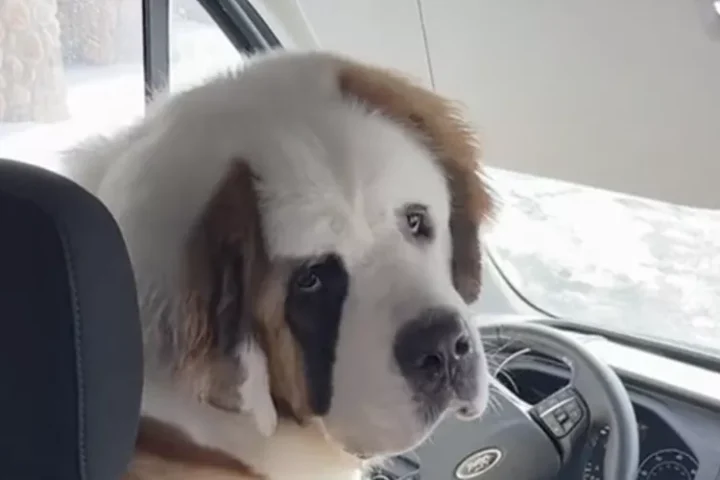 Watch This Large Dog’s Bold, Adorable Attempt to Steal an Amazon Delivery Truck