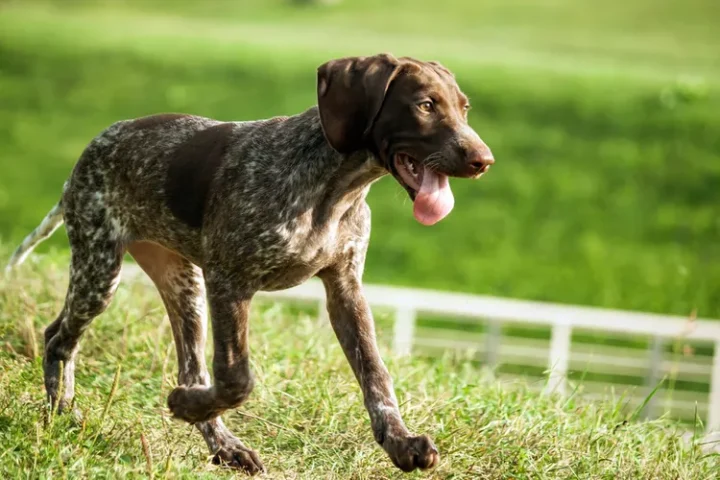 11-Year-Old Hero Reunites Veteran With His Lost Support Dog and We Couldn’t Be Happier…