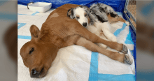 Ailing calf rests alone until a compassionate dog arrives to lend a helping paw.