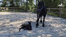 Unraveling the Enigma; The Mysterious Charm of Black Mother and Child Horses