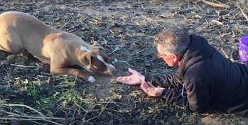 Rescued Pittie Finds Love and Trust After 15 Months on Her Own