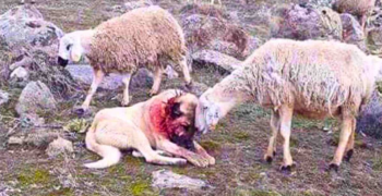 HEROIC DOG FIGHTS OFF 11 COYOTES TO PROTECT SHEEP IN GEORGIA
