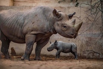 Historic Moment Captured on Film – Witness the Jaw-Dropping Arrival of Exceedingly Rare Eastern Black Rhino