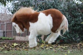 Discovering the Charm of Miniature Horses; Exciting Insights into 7 Captivating Facts about These Small Equines (Video)