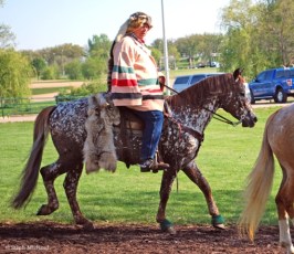 A Captivating Masterpiece; The Unforgettable Beauty of an Appaloosa Horse Adorned with Snowflakes and Polka Dots (Video)