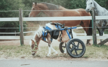 Breaking Barriers; Miniature Horses First Wheelchair Ride Captured in Heartwarming Video.