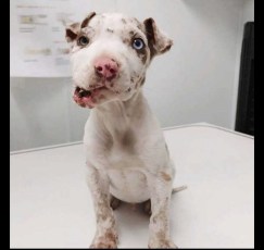 Survival of puppy with Deformed Face Rejected by People   Has 1 Wish.